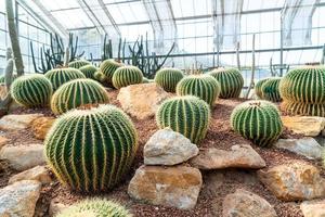 Hermoso cactus en el jardín en el jardín botánico queen sirikit chiang mai, tailandia foto