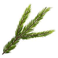 Fir branch isolated on white background. Hand drawn vector illustration spruce