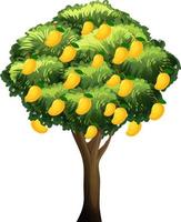 árbol de mango amarillo aislado sobre fondo blanco vector