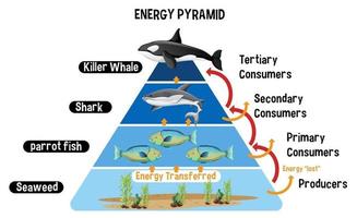 Diagram showing Arctic energy pyramid for education vector