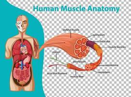 Human muscle anatomy with body anatomy vector