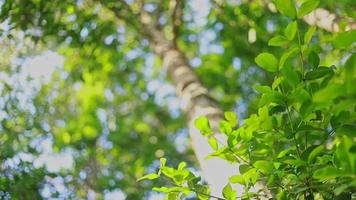 Background with tropical Yang Na trees, Dipterocarpus alatus Roxb, in countryside of Thailand video