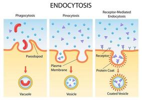 Ilustración del gráfico de dibujo de educación médica y sanitaria del proceso celular de endocitosis para el estudio de la biología científica vector