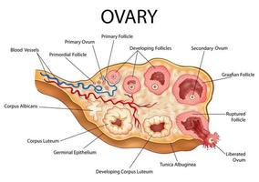 Ilustración del gráfico de dibujo de educación médica y sanitaria del ovario femenino humano que muestra la etapa de desarrollo del folículo y la ovulación para el estudio de la biología científica