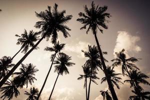 Coconut palm tree photo