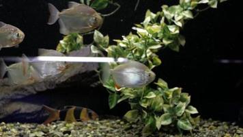 piranhas dans l'aquarium amazon video