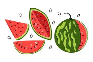 Hand drawn set of watermelons. Modern flat illustration. vector