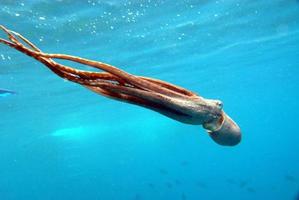 Squid swimming underwater
