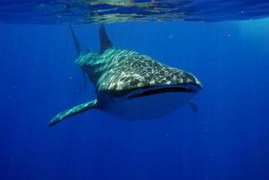 Large whale shark swimming close photo