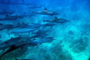 manada grande de delfines