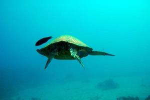 Sea turtle swimming underwater in Hawaii