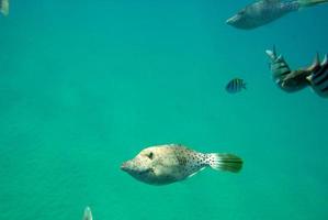 pequeños grupos de peces bajo el agua foto