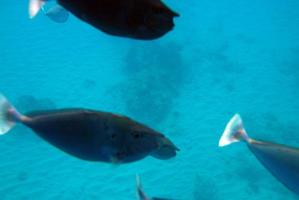 pequeños grupos de peces bajo el agua foto