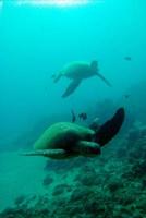 Tortuga marina nadando bajo el agua en Hawaii foto