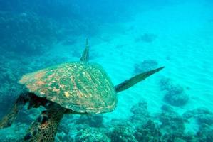 tortuga marina nadando bajo el agua foto