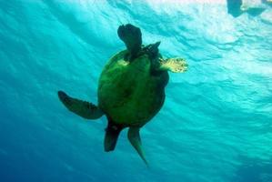 Sea turtle swimming underwater in Hawaii