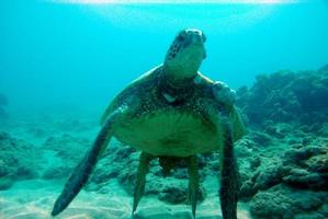 tortuga marina nadando bajo el agua foto