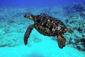 Sea Turtle swimming underwater photo