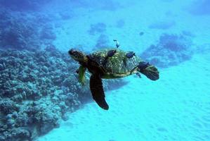 Sea Turtle swimming underwater photo