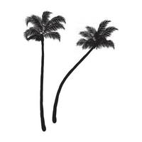 Coconut palm trees vector