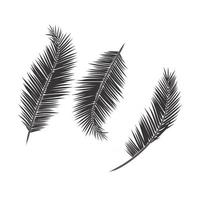 Leaves palm tree vector