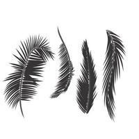 Leaves palm tree vector