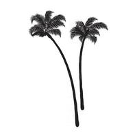 Coconut palm trees vector