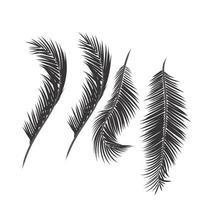 hojas de palmera vector