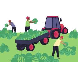 Harvesting watermelons at the farm vector