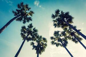 Beautiful palm tree on blue sky photo