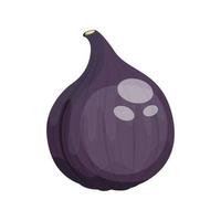 fig fruit, vector illustration