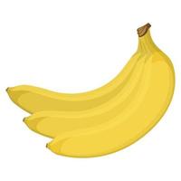 branch of bananas vector