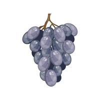 blue grapes branch vector