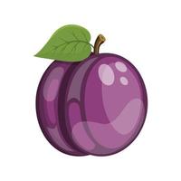 plum, vector illustration