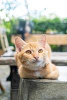Close-up cute orange baby cat