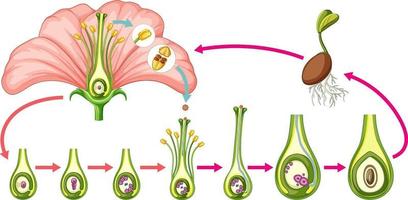 Diagram showing parts of flower vector