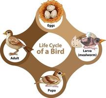 Life Cycle of a Bird Diagram vector