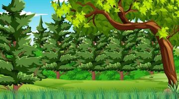 Forest scene with various forest trees and many pine trees vector