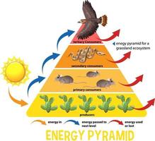 Science simplified ecological pyramid vector