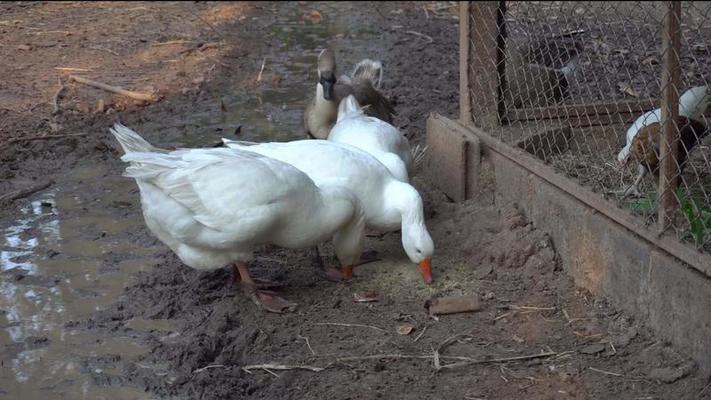 動物園影片