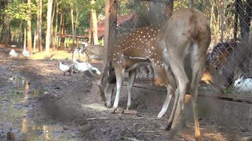 edelherten die gras eten in een dierentuin, wilde reeën in de natuur. video