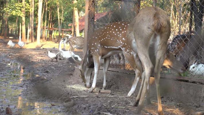 動物園影片