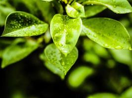 Drop of dew in morning on green leaves selective focus dark back ground fresh concept photo