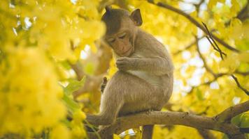 Portrait baby macaque on a Cassia fistula photo