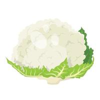 vegetales de coliflor, ilustración vectorial vector