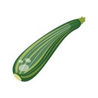 Zucchini vegetable, vector illustration