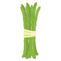 asparagus, vector illustration