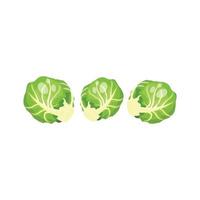 brussel sprouts, vector illustration