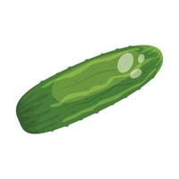 Cucumber vegetable, vector illustration