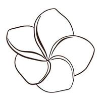 Line Art Plumeria Flower Isolated Vector Illustration